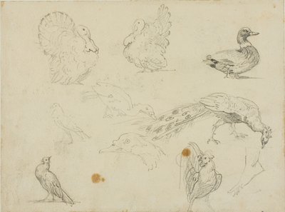 Skisser av fjäderfä av Jean Louis André Théodore Géricault