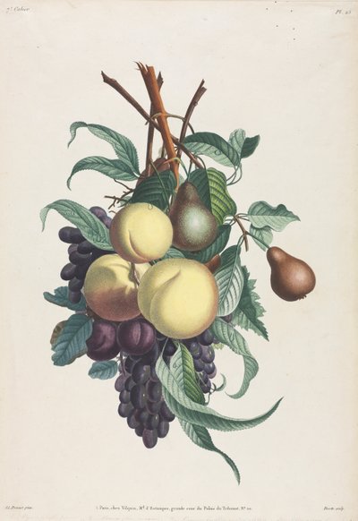 Samling av blommor och frukter: Grenar av rousselet, persika, plommon och druva av Jean Louis Prevost