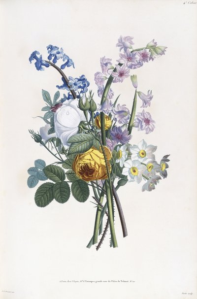 Norcissi, Rosa, Hasainth, ೧೮೦೫ av Jean Louis Prevost