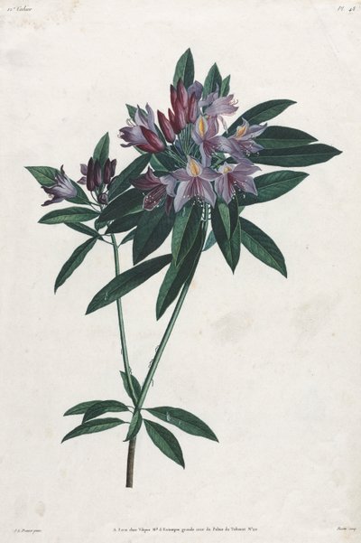 Pontic Rhododendron, 1805. av Jean Louis Prévost.