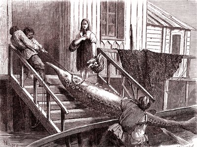 Fiskar stören på floden Volga, Ryssland. 1867 (gravyr) av Jean Pierre Moynet