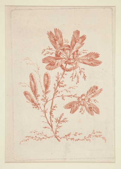 Utan titel (Ideala blommor), från en uppsättning om sex av Jeanne Deny