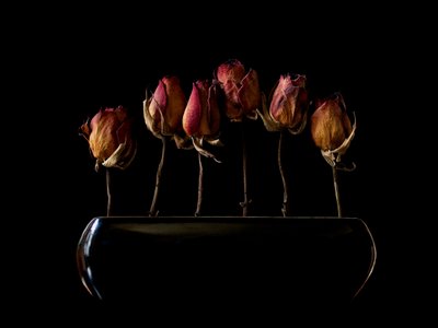Moody torkade rosor av Jeffrey Hummel