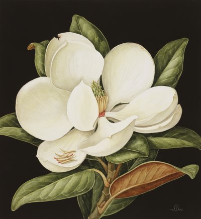 Magnolia Grandiflora, 2003 (wc on paper) av Jenny Barron
