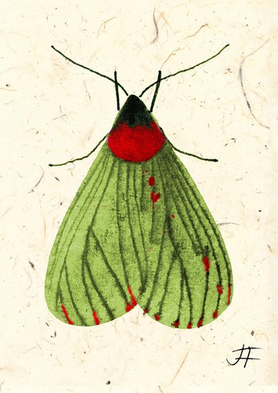 FlyMoth, 2024 (akvarell på papper) av Jenny Frean