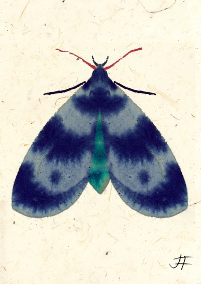 Indigo Moth, 2024 (akvarell på papper) av Jenny Frean