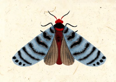 Striped Moth, 2024 (akvarell på papper) av Jenny Frean