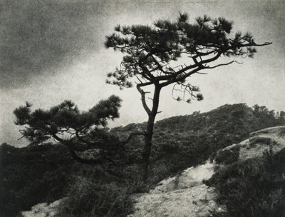 Berömda Torrey Pines av Jessie Tarbox Beals