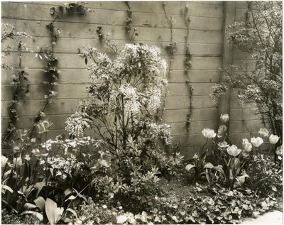 Mr & Mrs John Morgan, 39 W 11 St Center Andromeda plant, Greenwich Village, New York, USA, ca 1939-40 (gelatinsilverfoto) av Jessie Tarbox Beals
