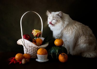 Höstfruktstilleben med katt av Jie Fischer