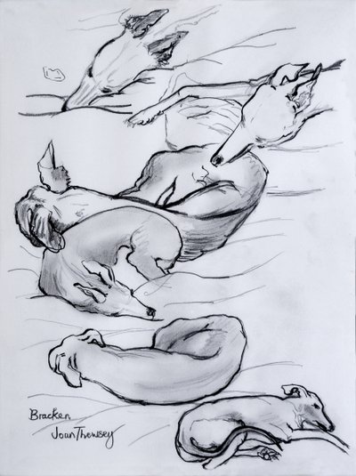 Bracken, the whippet, 2000, (penna) av Joan Thewsey