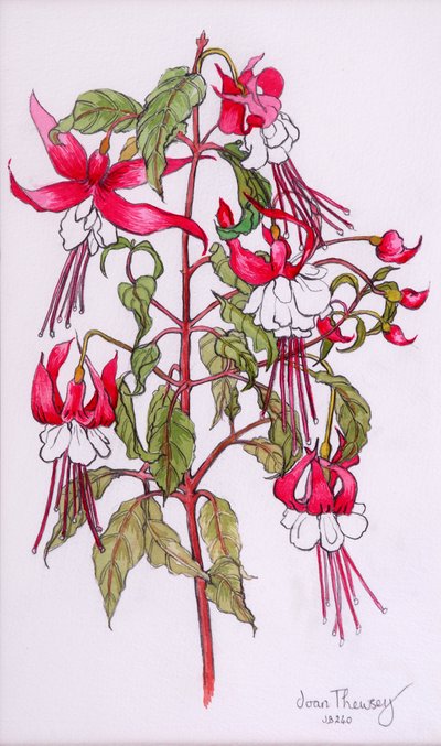 Fuchsior, 2000, penna med vattenfärg av Joan Thewsey
