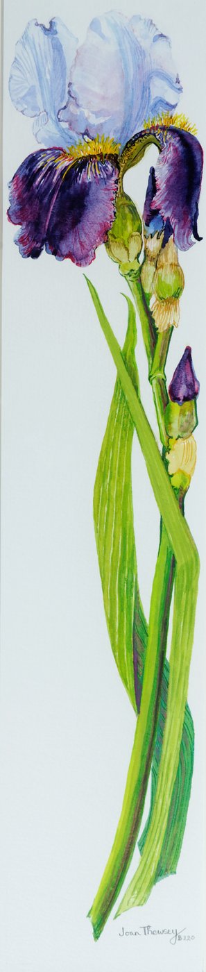 Iris med tre knoppar, 2010, akvarell av Joan Thewsey
