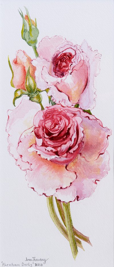 Rosor (Abraham Derby), 2010, akvarell av Joan Thewsey