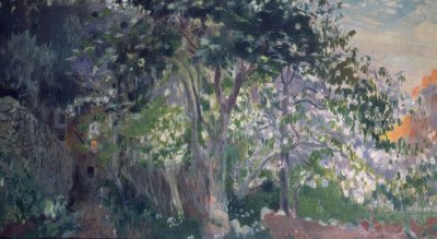 Det grå trädet, Sa Calobra, Mallorca av Joaquim Mir i Trinxet