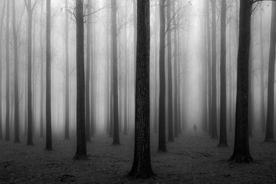 Den mystiska dimmiga skogen av Jochen Bongaerts
