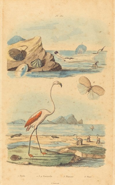 Flamingos och snäckor av Joh. Baptist Pfitzer after Acavie Baron