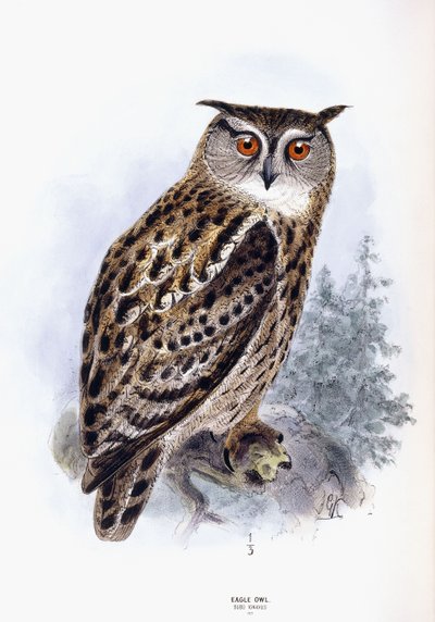 Örn uggla av Johan Gerard Keulemans