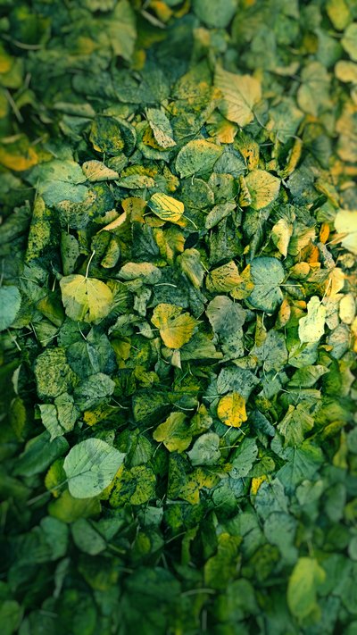 Leaf, 2018 (fotomanipulation) av Johan Lilja