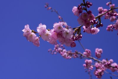 Lilac, 2018 (fotografi) av Johan Lilja