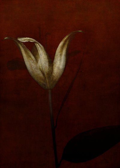 Lily, 2015 (digital fotokonst) av Johan Lilja