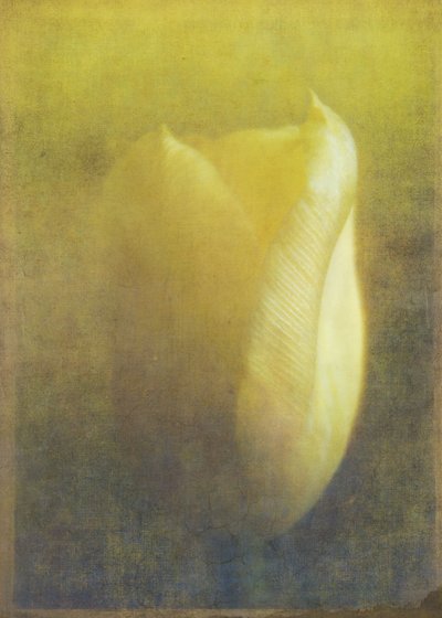 Tulip, 2015 (digital fotokonst) av Johan Lilja