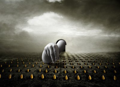 Tulip thief, 2013 (fotografi) av Johan Lilja