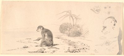 Apkatten. T.h. studier av aphuvuden m.m. av Johan Thomas Lundbye