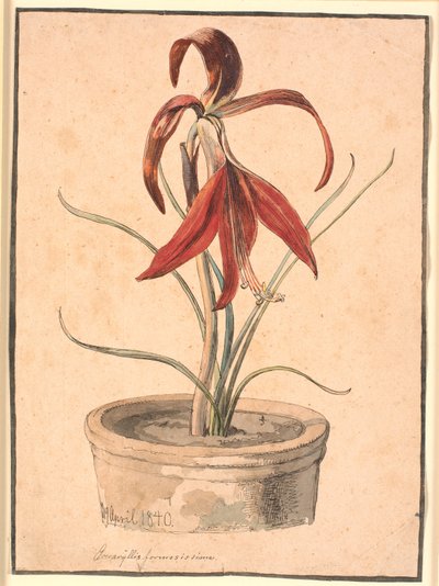 Blommande amaryllis av Johan Thomas Lundbye