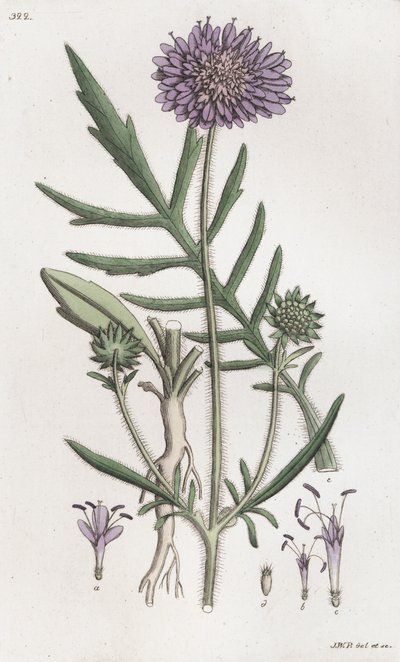 Åkerskabb Knautia arvensis, 1804-1811 av Johan Wilhelm Palmstruch