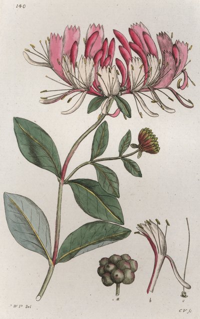 Kaprifol Lonicera periclymenum, 1804-1811 av Johan Wilhelm Palmstruch