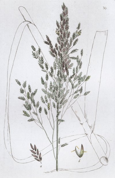 Reed Sweet Grass Poa aquatica, 1804-1811 av Johan Wilhelm Palmstruch