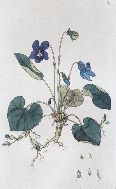 Sweet Violet Viola odorata, 1804-1811 av Johan Wilhelm Palmstruch