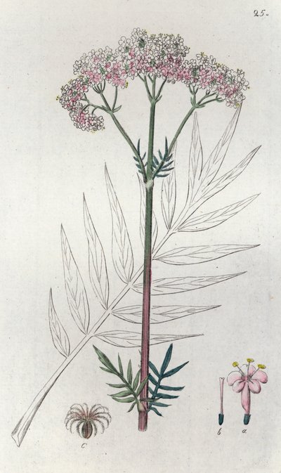 Valeriana Valeriana officinalis, 1804-1811 av Johan Wilhelm Palmstruch