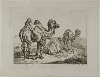 Dromedar och kamel av Johann Adam Klein