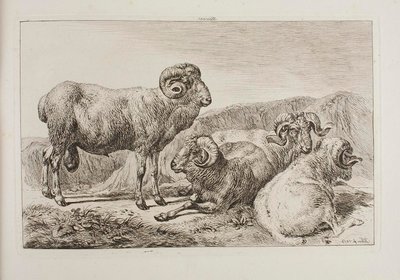 Merinovädurar av Johann Adam Klein
