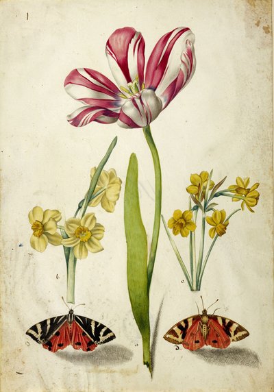 Tulpan, narcisser och fjärilar, ca. 1660. av Johann Bartholomäus Braun