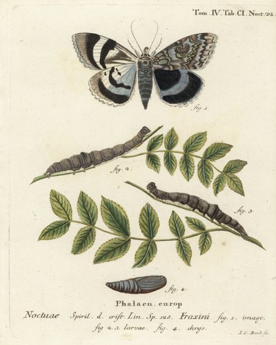 Blå undervingsmal eller Clifden nonpareil, Catocala fraxini. Handkolorerad kopparstick av Johann Carl Bock efter Eugenius Johann Christoph Espers Fjärilarna i illustrationer från naturen, Erlangen av Johann Carl Bock