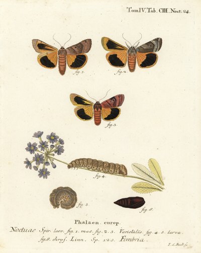 Bredkantad gul undervinge, Noctua fimbriata. Handkolorerad kopparstick av Johann Carl Bock efter Eugenius Johann Christoph Espers Fjärilarna i illustrationer från naturen, Erlangen av Johann Carl Bock