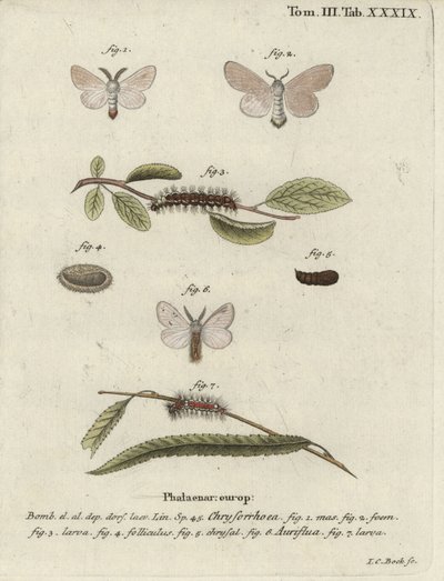Brunstjärtfjäril, Euproctis chrysorrhoea. av Johann Carl Bock