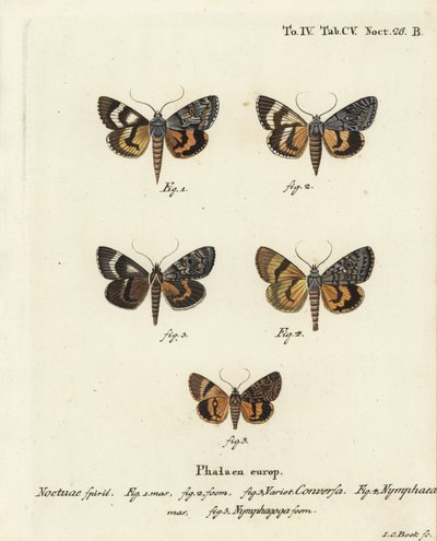 Catocala conversa 1-3, Catocala nymphaea 4, och ekgul undervinge, Catocala nymphagoga 5. Handkolorerad kopparstick av Johann Carl Bock efter Eugenius Johann Christoph Espers Fjärilarna i illustrationer efter naturen, Erlangen av Johann Carl Bock