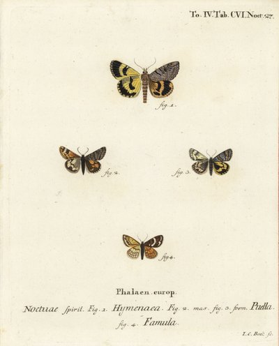 Catocala hymenaea 1, Amerila puella 2,3 och Isturgia famula moths 4. Handkolorerad kopparstick av Johann Carl Bock efter Eugenius Johann Christoph Espers Fjärilarna i illustrationer efter naturen, Erlangen av Johann Carl Bock