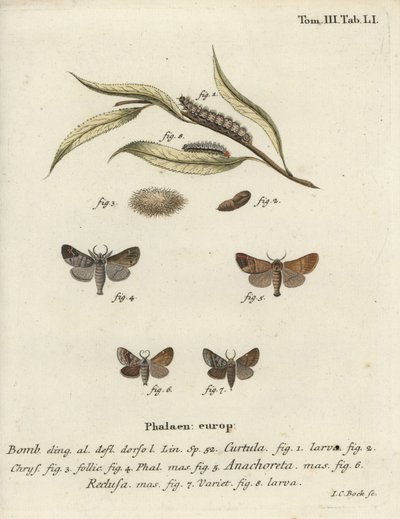 Choklad-spets nattfjärilar. av Johann Carl Bock