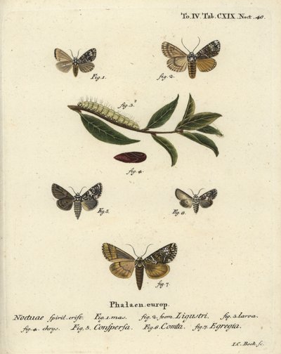 Kronfjäril, Craniophora ligustri 1-4, marmorerad krans, Hadena confusa 5, varierad krans, Hadena compta 6, och gröna bågar, Anaplectoides prasina 7. Handkolorerad kopparstick av Johann Carl Bock efter Eugenius Johann Christoph Espers Die Schmet av Johann Carl Bock