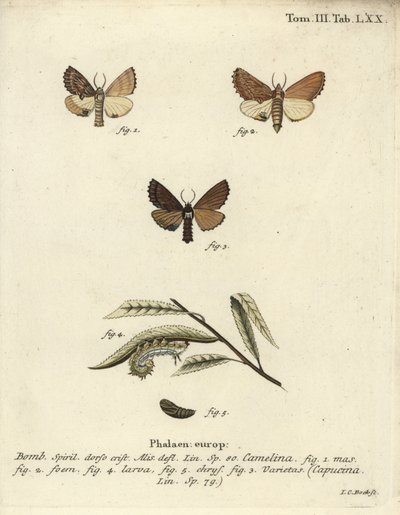 Coxcomb framträdande, Ptilodon capucinus. av Johann Carl Bock