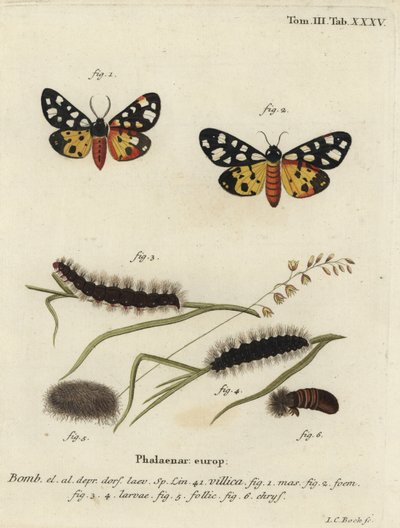 Gräddfläckig tigermal, Epicallia villica. av Johann Carl Bock