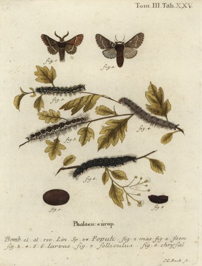Decemberfjäril, Poecilocampa populi. av Johann Carl Bock