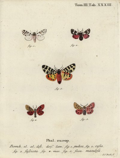Diskret chaperon och tigerfjärilar. av Johann Carl Bock