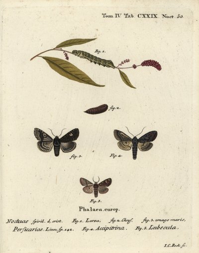 Dot, Melanchra persicariae 1-4 och Dryobota labecula 5. Handkolorerad kopparstick av Johann Carl Bock efter Eugenius Johann Christoph Espers Fjärilarna i bilder från naturen, Erlangen av Johann Carl Bock