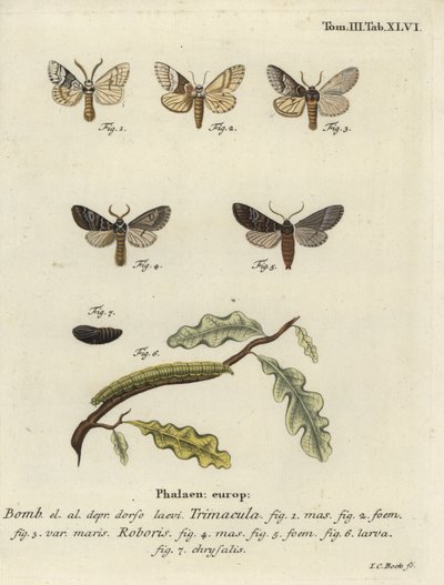 Drymonia dodonaea nattfjäril. av Johann Carl Bock